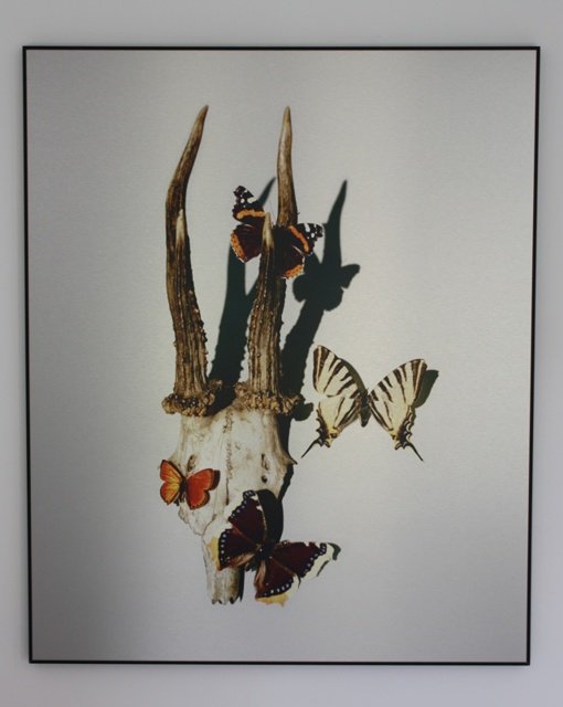 Geweih mit Schmetterling