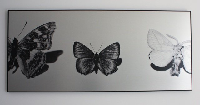 Schmetterling ½, 1, ½